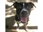 Adopt Geno a Pit Bull Terrier