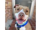 Adopt Rudolph a Pit Bull Terrier