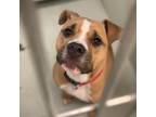 Adopt Tate a Pit Bull Terrier