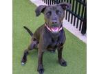 Adopt Bruce a Black Labrador Retriever