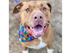 Adopt Kobe a Pit Bull Terrier