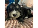 Adopt Brian a Golden Retriever, Poodle