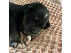 Adopt Tony a Golden Retriever, Poodle