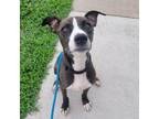Adopt Hayes a Pit Bull Terrier