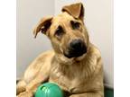 Adopt Billy a German Shepherd Dog, Great Pyrenees