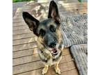 Adopt Mac a German Shepherd Dog