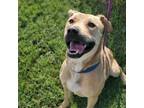 Adopt Draco a Pit Bull Terrier