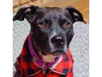 Adopt Stallone a Pit Bull Terrier