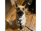 Adopt Ocean a Husky, Pit Bull Terrier