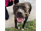 Adopt Fernando a Pit Bull Terrier