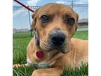 Adopt Tripp a Pit Bull Terrier