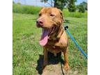 Adopt Jupiter a Chow Chow, Pit Bull Terrier