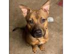 Adopt Mash a Shepherd, Pit Bull Terrier