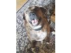 Adopt Jackson a Pit Bull Terrier