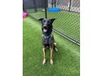 Adopt Apollo a Belgian Shepherd / Malinois