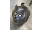 Adopt Ahnton a Domestic Short Hair