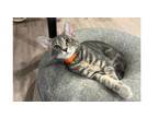 Adopt Lorenzo a Domestic Short Hair