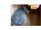 Adopt Apricot a Domestic Short Hair, Tabby