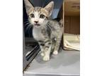 Adopt 56424786 a Domestic Short Hair