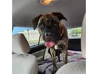 Adopt Sid a Mastiff, Boxer