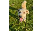Adopt Stanley a Poodle, Golden Retriever