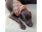 Adopt Hawk a Black Labrador Retriever