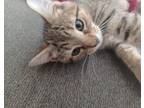 Adopt Toast a Domestic Short Hair