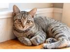 Adopt Bagel a Domestic Short Hair