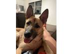 Adopt Toka a Shepherd, Mixed Breed
