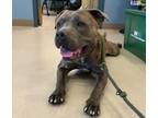 Adopt Gannon #2 a Pit Bull Terrier