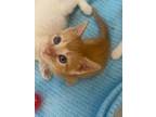 Adopt Down a Domestic Short Hair