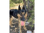 Adopt Bonn a German Shepherd Dog