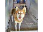 Adopt Quixote a Husky