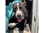 Adopt Cavill a Pit Bull Terrier