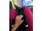 Adopt Gerard a Domestic Short Hair