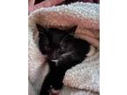 Adopt Dell a Domestic Short Hair