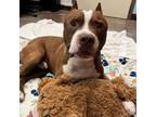 Adopt Kiva - Sweet Senior! Loves People, knows SHAKE! a American Staffordshire
