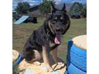Adopt Konni - Sweet Boy, Likes Female Dogs! Adopt $25 a German Shepherd Dog