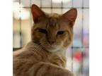 Adopt Gameboy a Domestic Short Hair