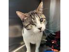Adopt Moo Moo a Domestic Short Hair