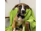 Adopt Daniel a Hound, Boxer