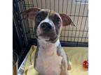 Adopt Reuben a Hound, Boxer