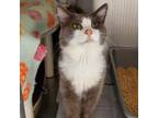 Adopt Ollie a Domestic Medium Hair