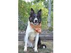 Adopt Rooster - Adoptable a Collie, Mixed Breed