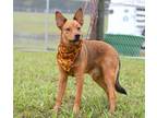 Adopt Nick - Adoptable a Terrier, Mixed Breed