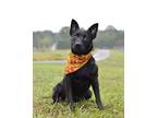 Adopt Tye - Adoptable a Terrier, Mixed Breed