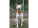 Adopt Jonah - Adoptable a Labrador Retriever, Mixed Breed