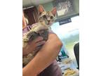 Adopt Neldon - Adoptable a Domestic Short Hair