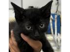 Adopt Leo a Domestic Short Hair