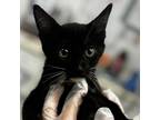 Adopt Ron Weasley a Domestic Short Hair